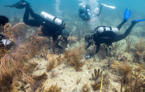 Scientists transplant crossbred corals to help save Miami's reefs from climate change